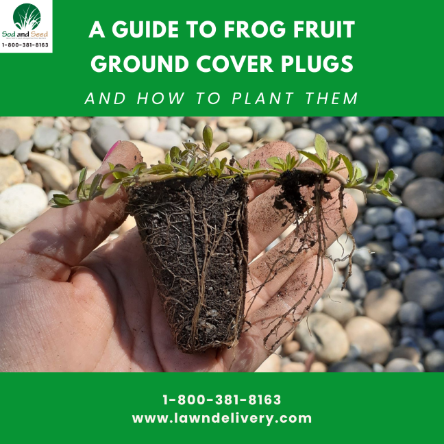 A Guide to Frog Fruit Plugs and How to Plant Them Sod and Seed, Inc.