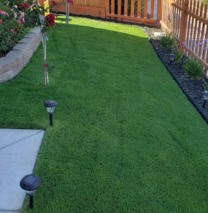 What is the Best Sod for Sandy Soil?