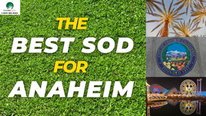 The Best Sod for Anaheim