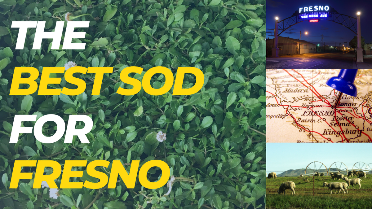 The Best Sod Grass for Fresno Sod and Seed, Inc.