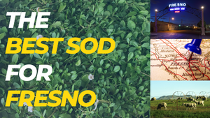 The Best Sod Grass for Fresno