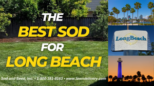 The Best Sod for Long Beach
