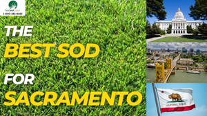 The Best Sod for Sacramento