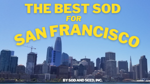 The Best Sod for San Francisco