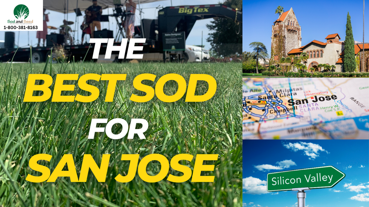 The Best Sod for San Jose Sod and Seed, Inc.