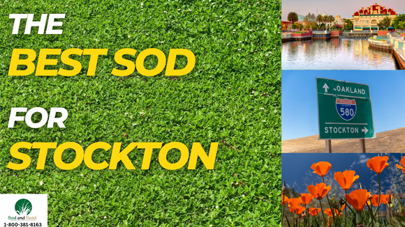 The Best Sod for Stockton