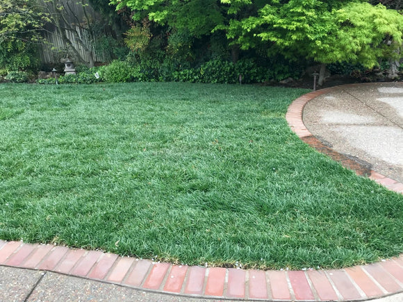 Home owner sod installation Walnut Creek, California.