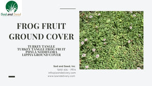 Frog Fruit Ground Cover 2022