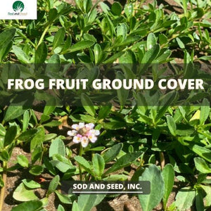 Never mow again! Frogfruit ground cover
