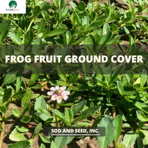 Never mow again! Frogfruit ground cover