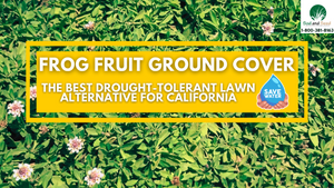 The Best Drought Tolerant Lawn Alternative for California