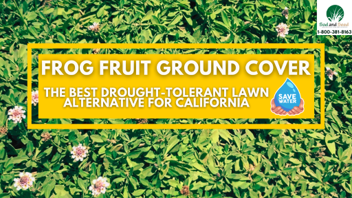 the best drought tolerant lawn alternative