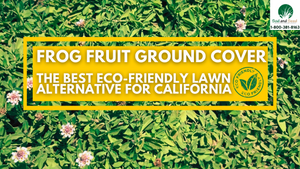The Best Eco-Friendly Lawn Alternative for California