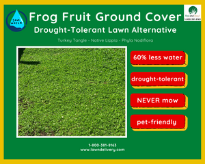 Why frog fruit is better than fescue for California
