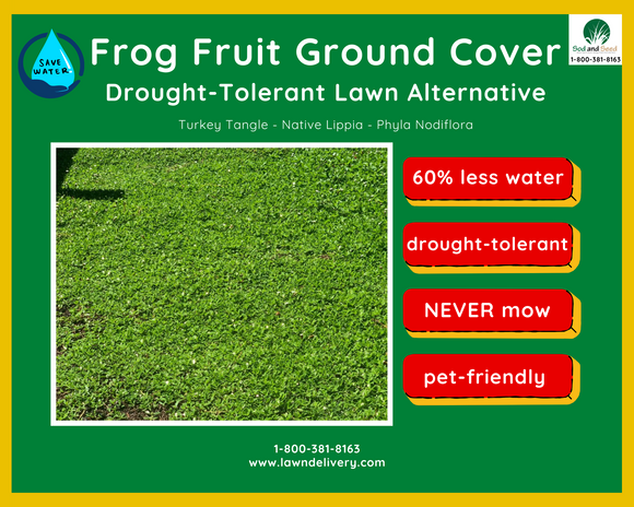 Why frog fruit is better than fescue for California