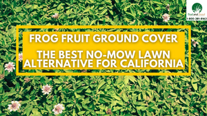The Best No Mow Lawn Alternative for California