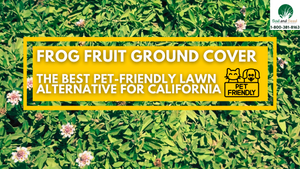 The Best Pet-Friendly Lawn Alternative for Caifornia
