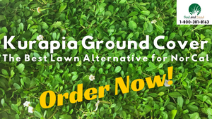 Kurapia Ground Cover Back in NorCal in May 2024!