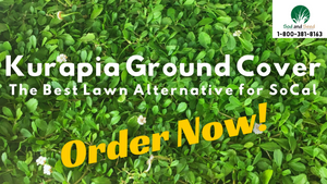Kurapia Ground Cover Back for SoCal in May!