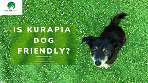 Is Kurapia Ground Cover Dog Friendly?