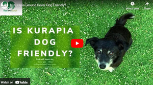 Is Kurapia Ground Cover Pet-Friendly?