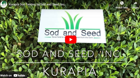 Kurapia Ground Cover Stress Testing Vlog