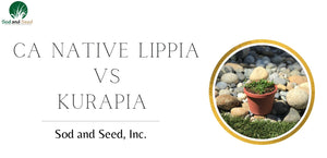 Kurapia ground cover VS Frog Fruit or CA Native Lippia (Video)