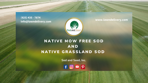 Native Mow Free Sod and Native Grassland Sod