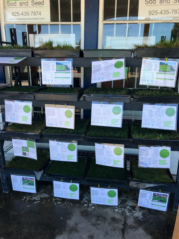 sod selection for California