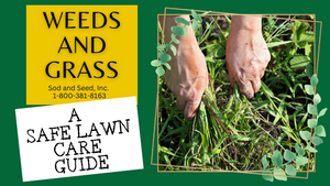 Weeds and Grass Safe Lawn Care Guide