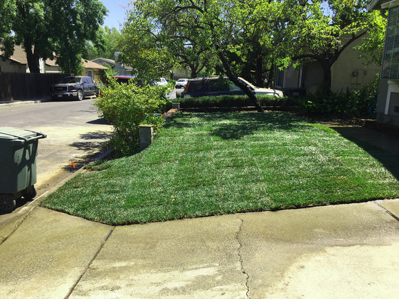 grass for shady lawn