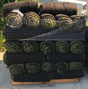Tall Fescue Sod the Grass for San Jose