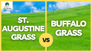 Buffalo Grass vs. St. Augustine: What's the Difference?