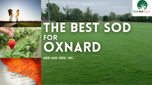 Best Sod For Oxnard
