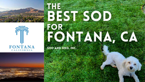 The Best Sod for Fontana