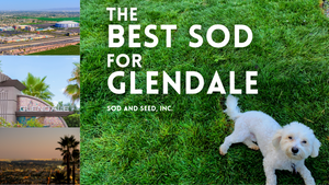 Best Sod For Glendale