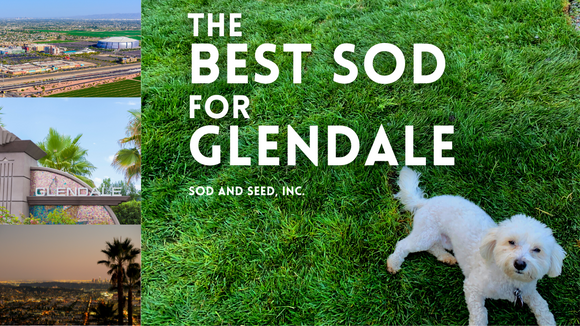 the best sod for glendale