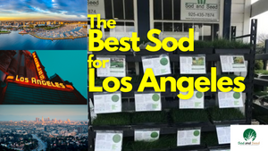 The Best Sod for Los Angeles
