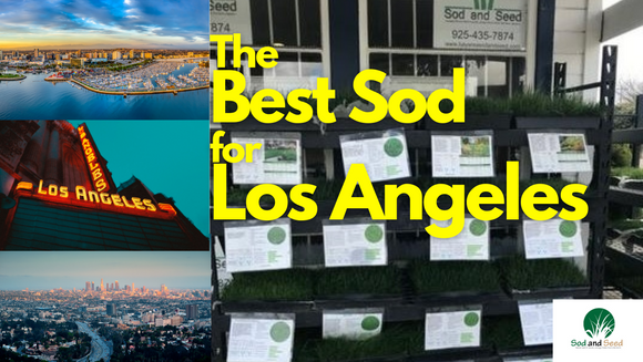 best grass for los angeles
