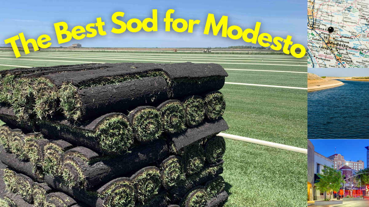 Best Sod For Modesto Sod and Seed, Inc.