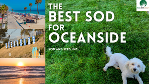 The Best Sod for Oceanside