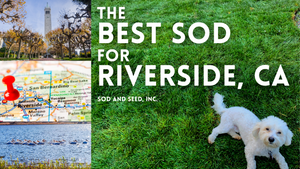 The Best Sod and Grass Seed for Riverside