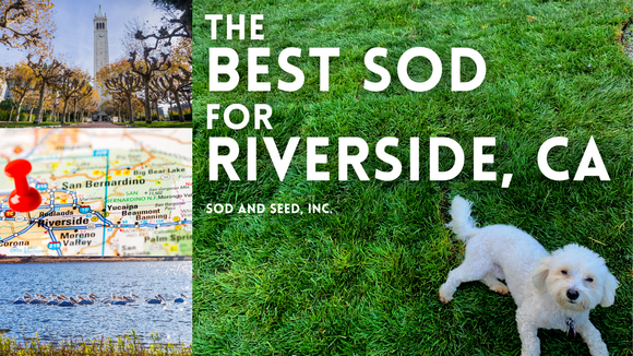 best sod for riverside