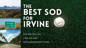 Best Sod For Irvine