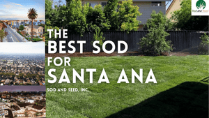 Best Sod for Santa Ana