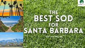 Best Sod for Santa Barbara
