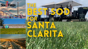 The Best Sod for Santa Clarita