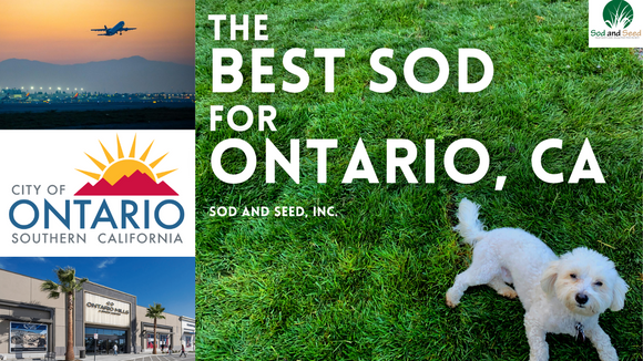the best sod for ontario