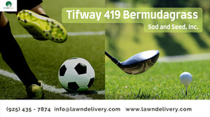 Tifway 419 Bermuda Grass Sod