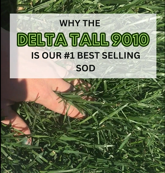 the best tall fescue sod